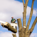 The Importance of Professional Tree Removal Services