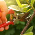 Proper Plant Care and Pruning Techniques for a Beautiful Outdoor Space