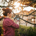 Pruning for Healthy Growth and Shape: The Essential Guide to Keeping Your Trees Beautiful and Strong