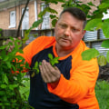 Tips for Disease and Pest Control in Landscaping and Tree Services