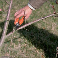 Removing Dead or Diseased Branches: How to Maintain Healthy Trees