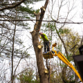 Assessment and Removal of Hazardous Trees: A Comprehensive Guide