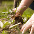 Dealing with Weeds and Pests: Tips for Maintaining an Outdoor Space