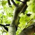 Tree Bracing and Cabling for Support: Essential Tips for Maintaining Healthy Trees