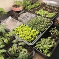 Plant Selection and Placement for Optimal Growth