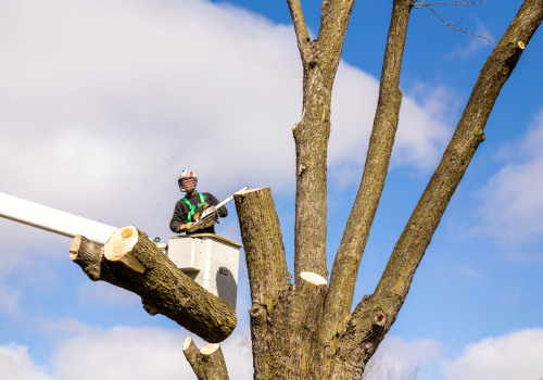 The Importance of Professional Tree Removal Services