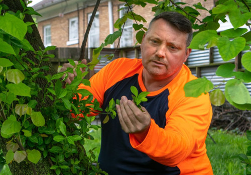 Understanding and Treating Diseases and Pests in Outdoor Spaces