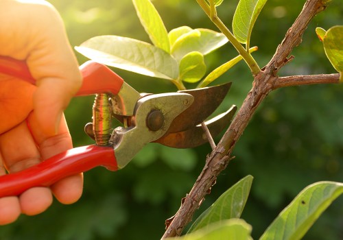Proper Plant Care and Pruning Techniques for a Beautiful Outdoor Space