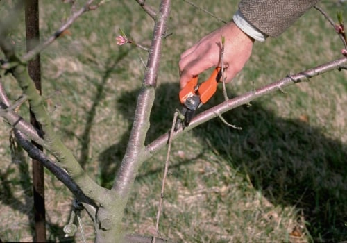 Removing Dead or Diseased Branches: How to Maintain Healthy Trees