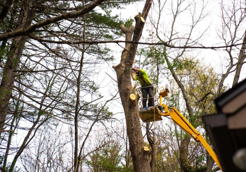 Assessment and Removal of Hazardous Trees: A Comprehensive Guide