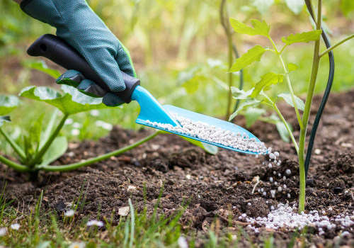 Watering and Fertilizing: Tips for a Healthy Outdoor Space
