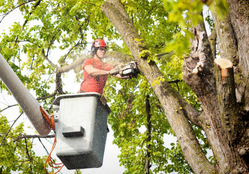 Removing Hazardous or Unwanted Trees: A Comprehensive Guide for Landscaping and Tree Services