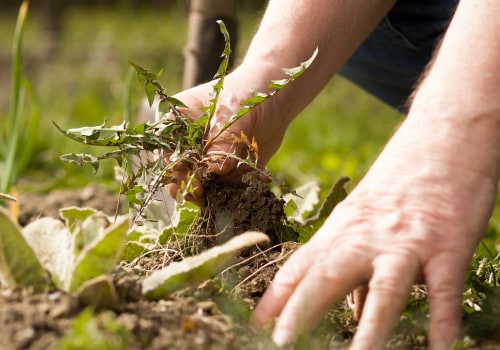 Dealing with Weeds and Pests: Tips for Maintaining an Outdoor Space