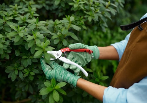 Pruning for Healthy Growth and Shape: Tips for Maintaining an Outdoor Space