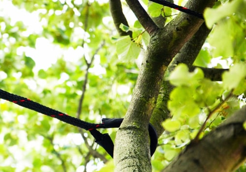 Tree Bracing and Cabling for Support: Essential Tips for Maintaining Healthy Trees
