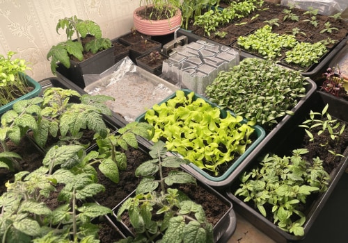 Plant Selection and Placement for Optimal Growth